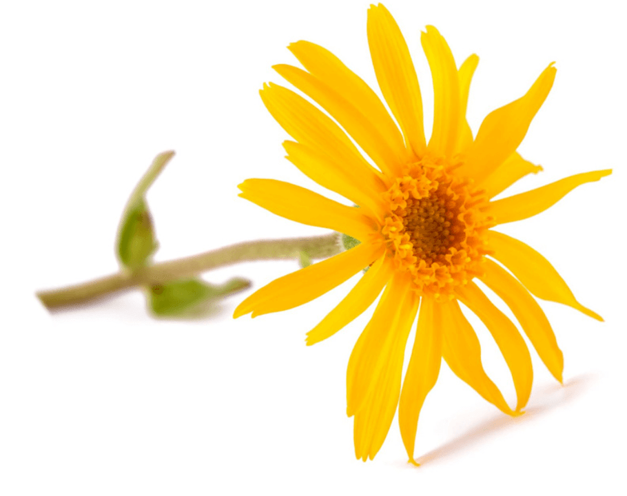 Arnica extract contained in Artovitel