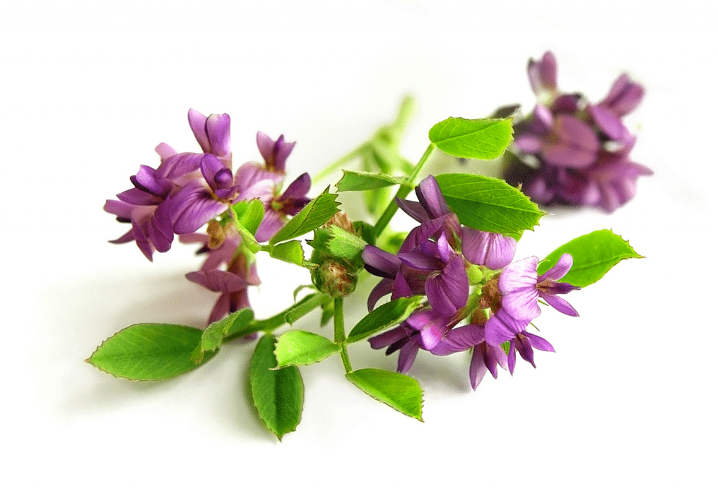 Spherical alfalfa as part of Artovitel